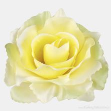 11cm Yellow with Light Green Edge Open Rose